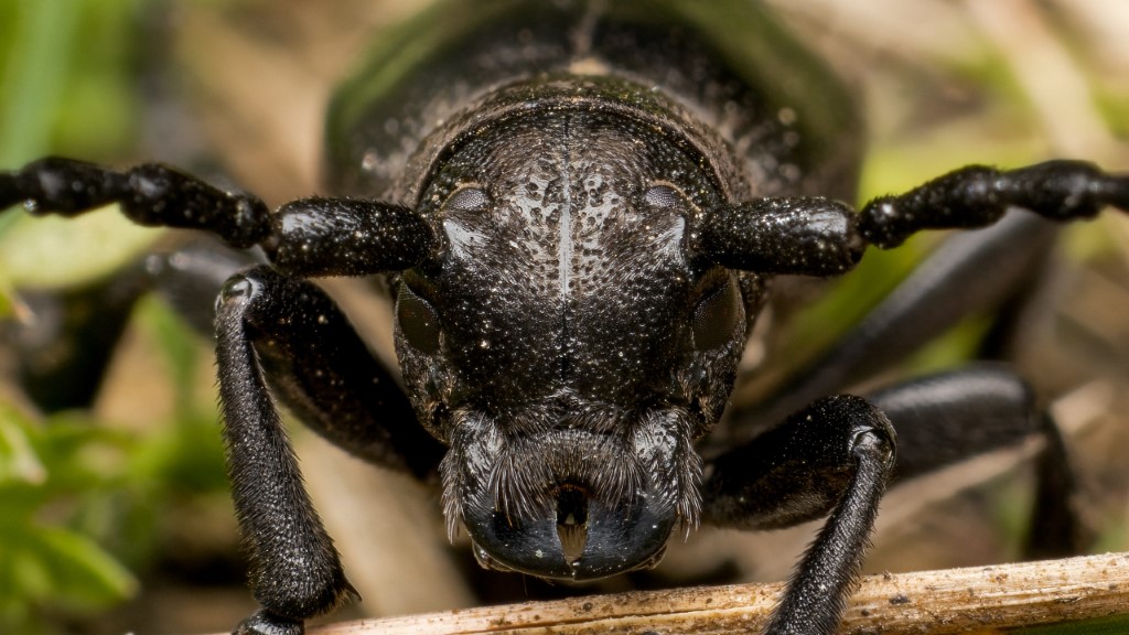 Cerambycidae Dorcadion aethiops