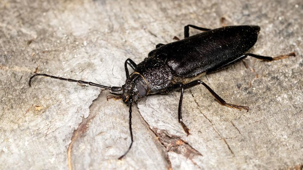 Cerambycidae Ergates faber