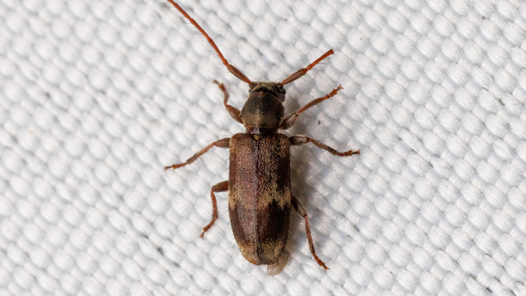 Exocentrus lusitanus