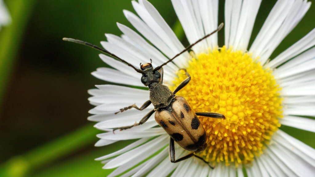 Judolia cerambyciformis