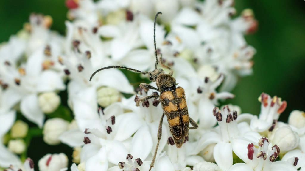Judolia erratica