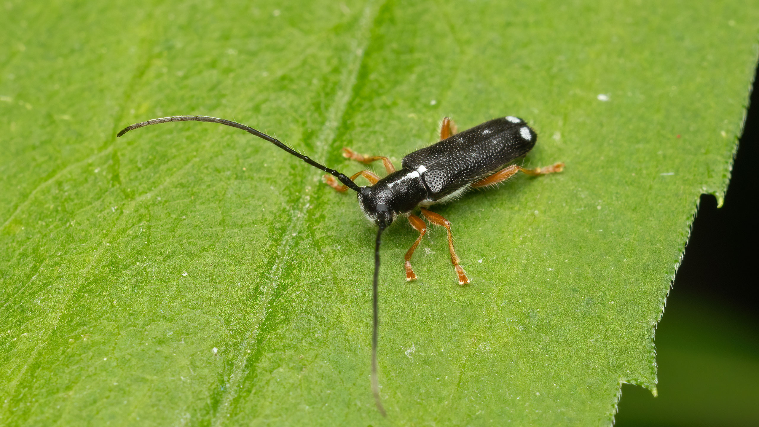Menesia_bipunctata