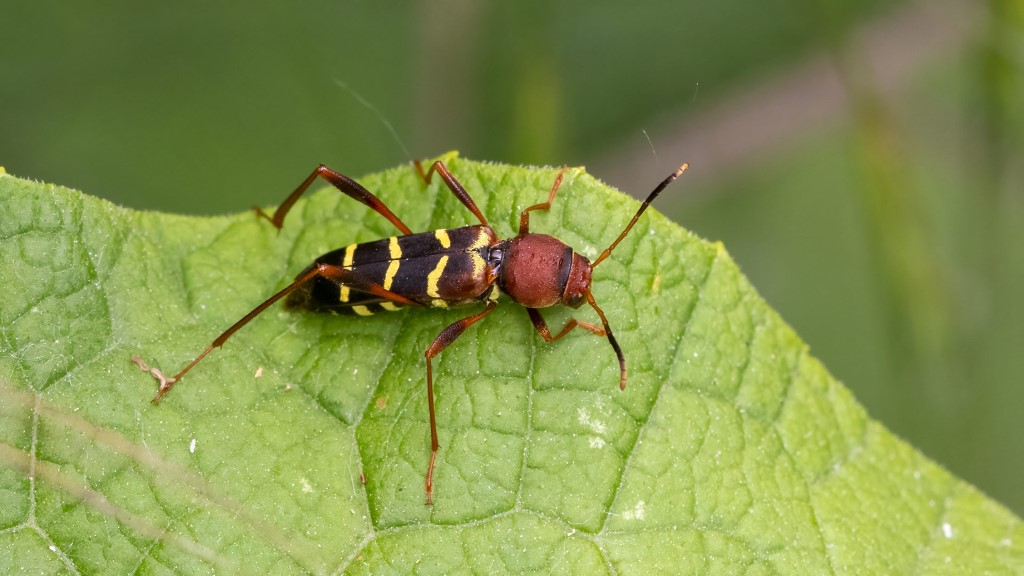 Cerambycidae Neoclytus acuminatus