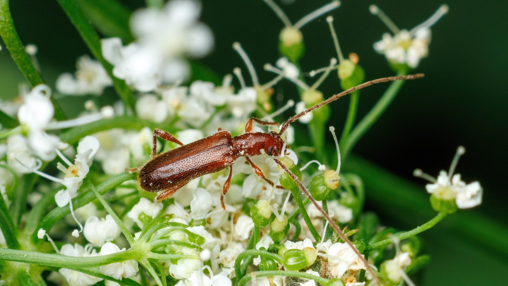 Obrium brunneum