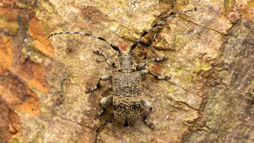 Cerambycidae Oplosia cinerea
