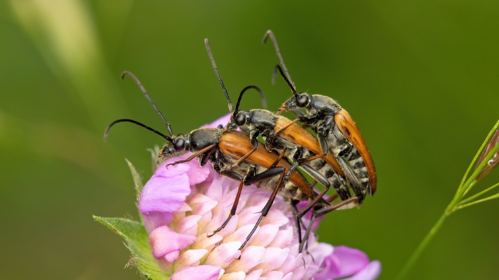 Cerambycidae Pedostrangalia pubescens