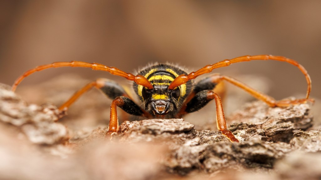 Cerambycidae Plagionotus arcuatus