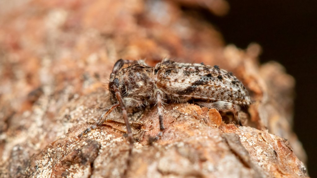 Pogonocherus decoratus