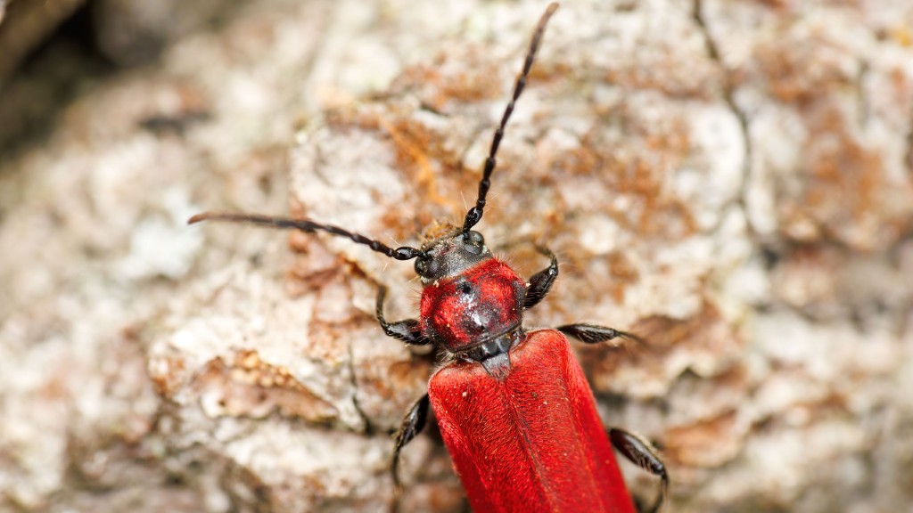Cerambycidae Pyrrhidium sanguineum