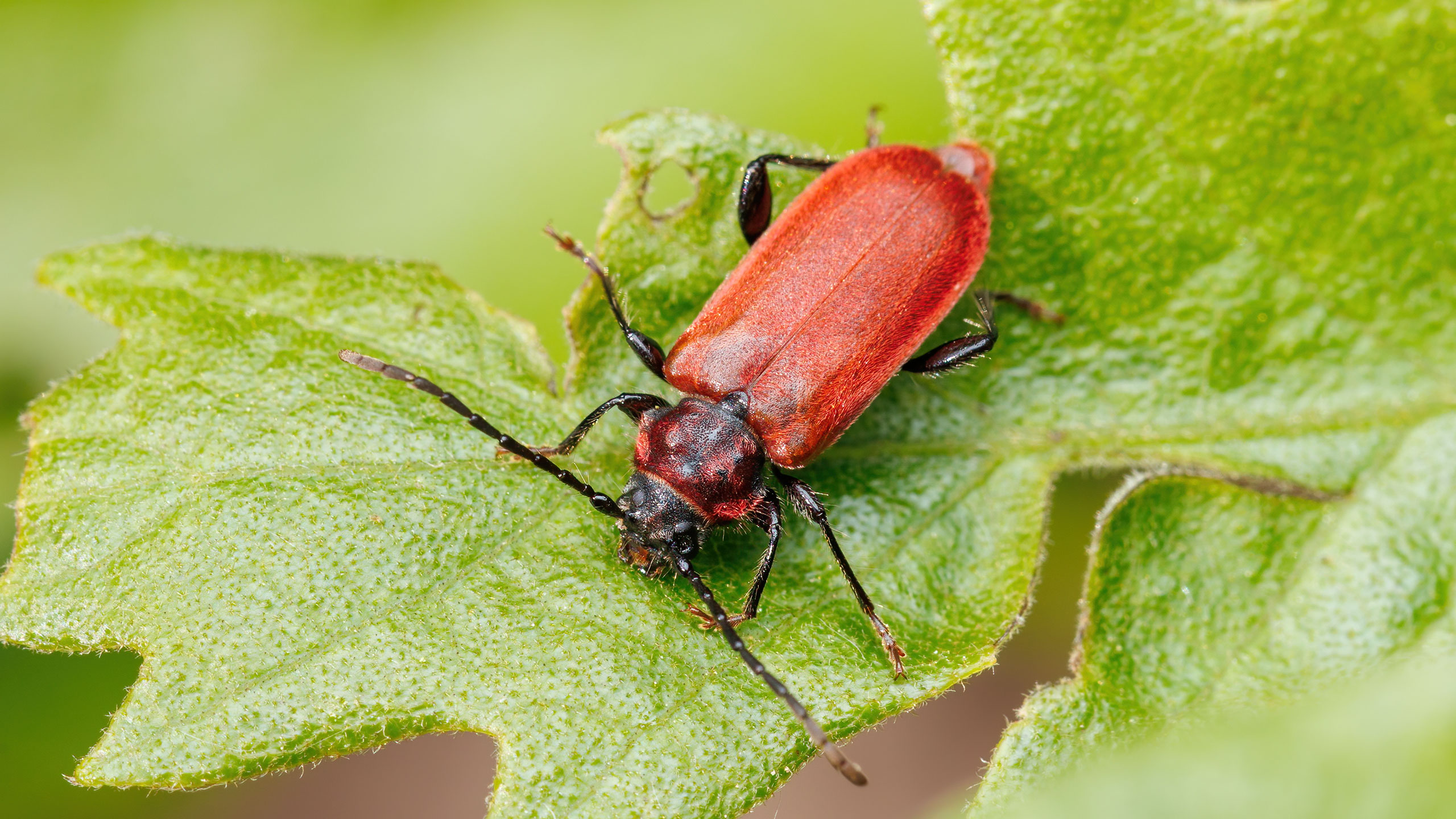 Cerambycidae Pyrrhidium sanguineum