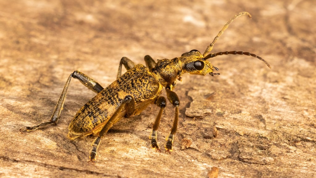 Cerambycidae Rhagium sycophanta