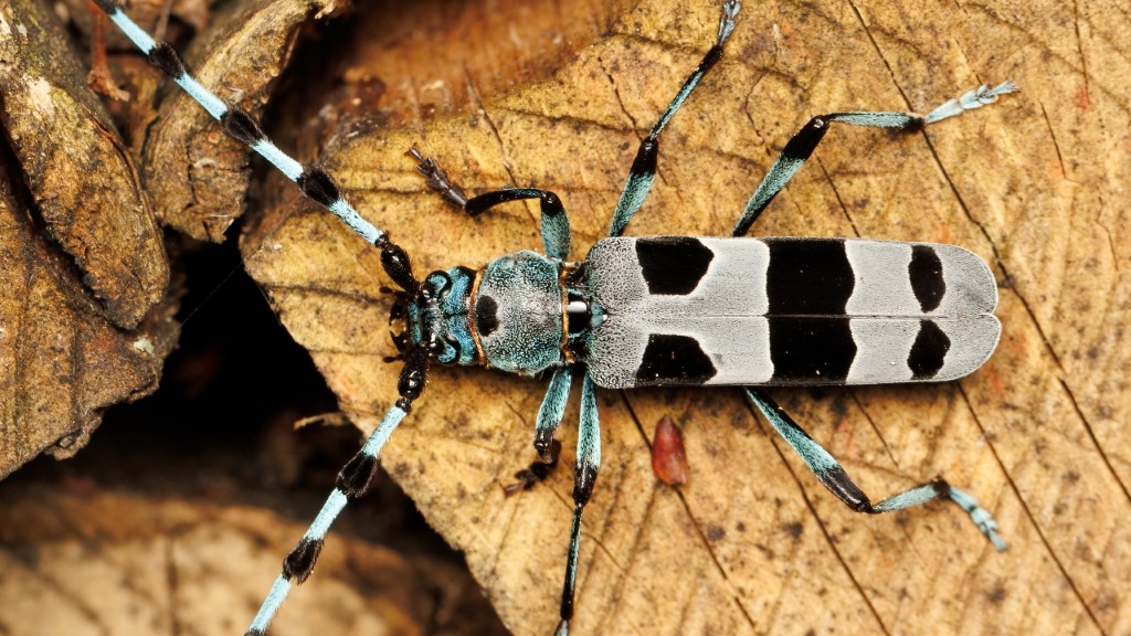 Cerambycidae Rosalia alpina