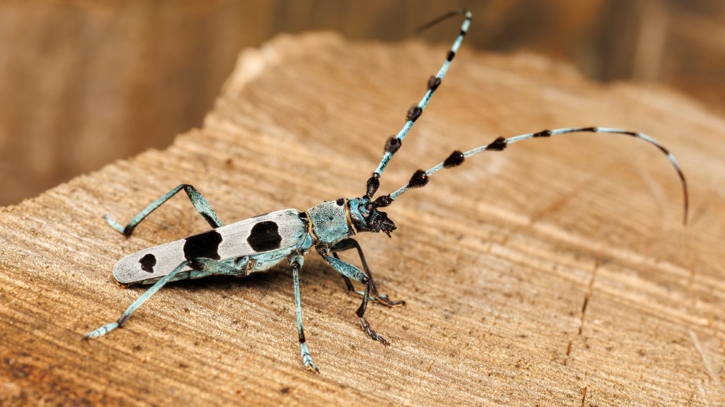 Cerambycidae Rosalia alpina