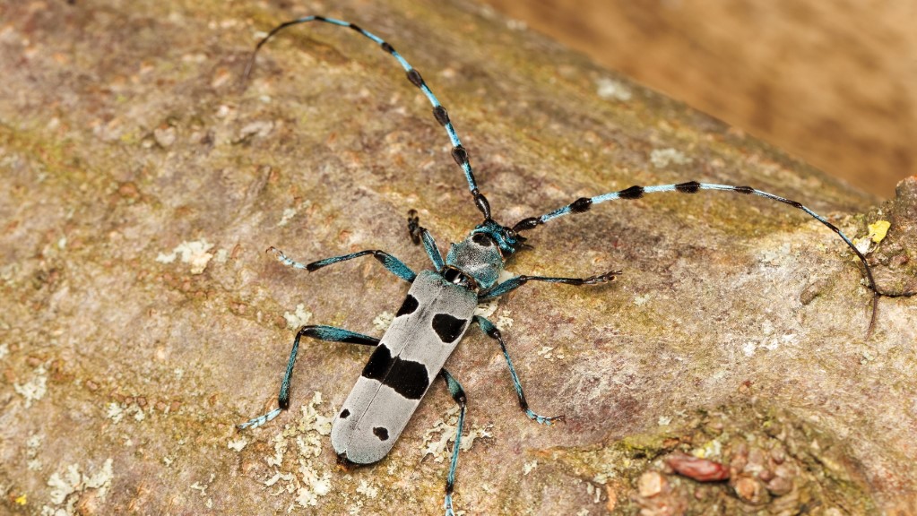 Cerambycidae Rosalia alpina