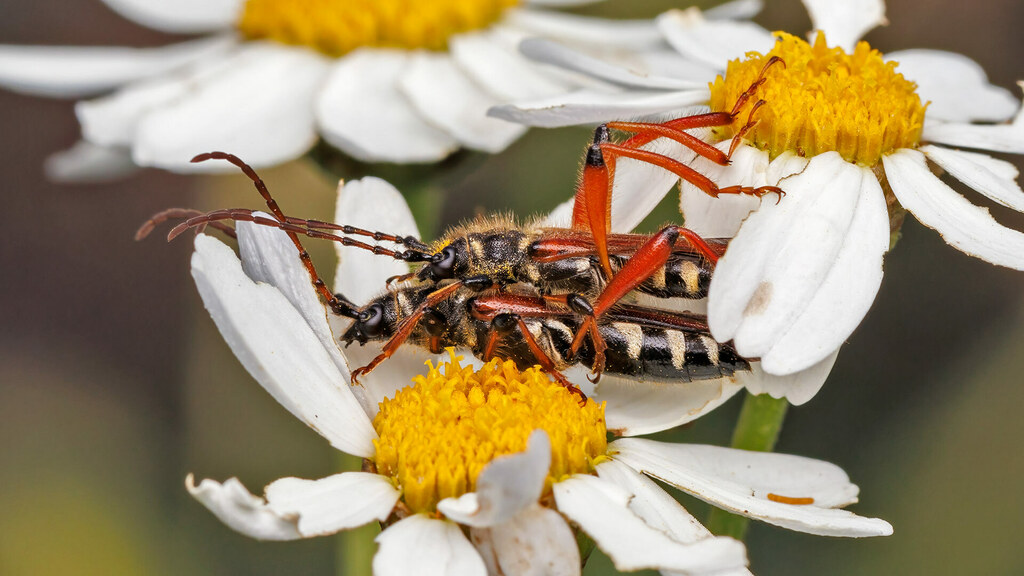 Cerambycidae Stenopterus rufus