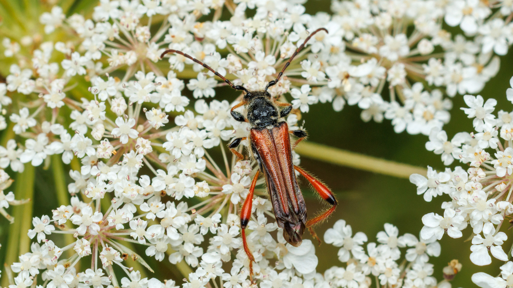Stenopterus rufus