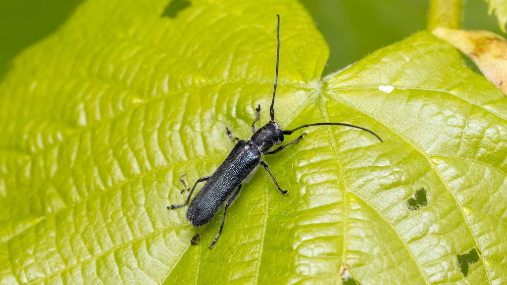 Cerambycidae Saperda octopunctata