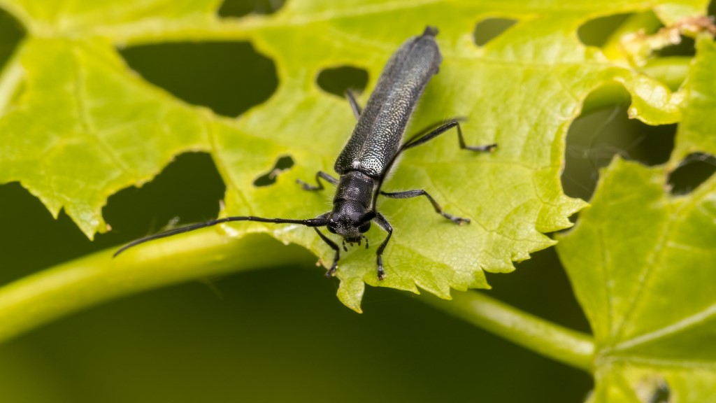 Cerambycidae Saperda octopunctata