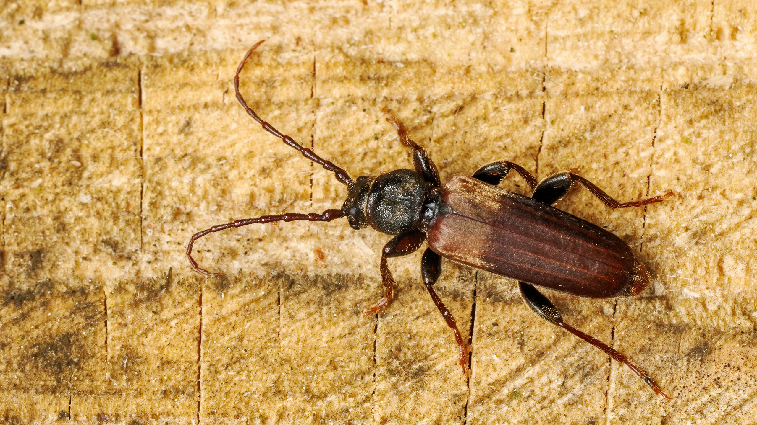 Cerambycidae Tetropium fuscum
