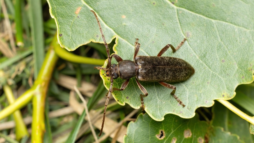 Cerambycidae Trichoferus campestris