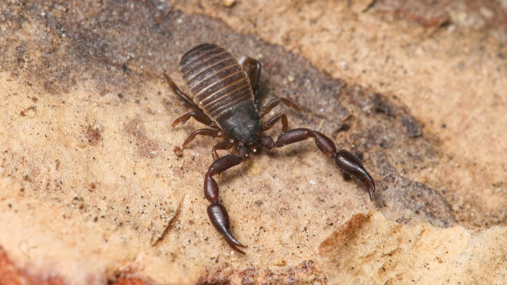  Cheliferoidea