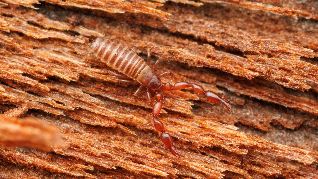 Lamprochernes sp.