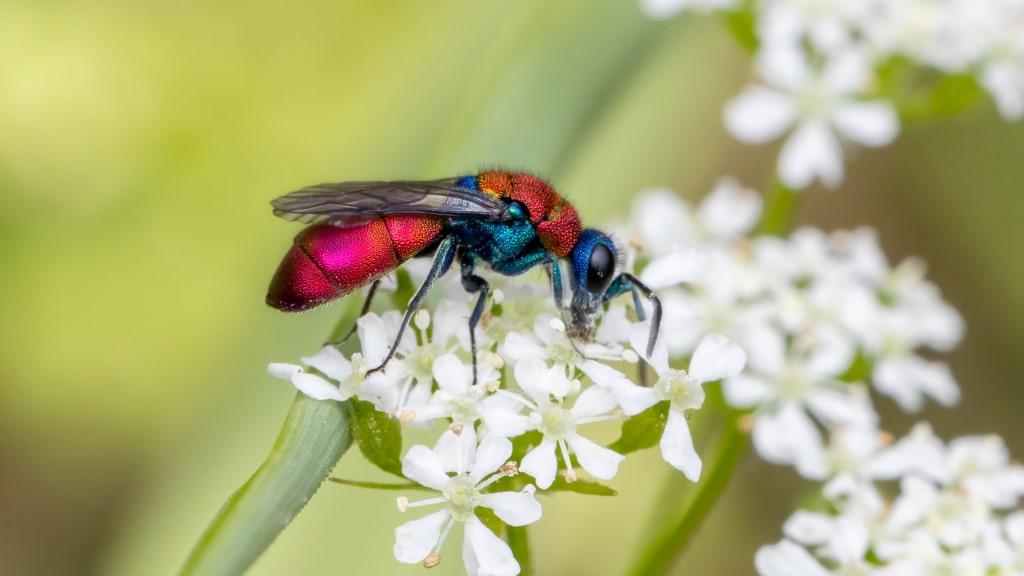 Chrysididae Chrysura sp.