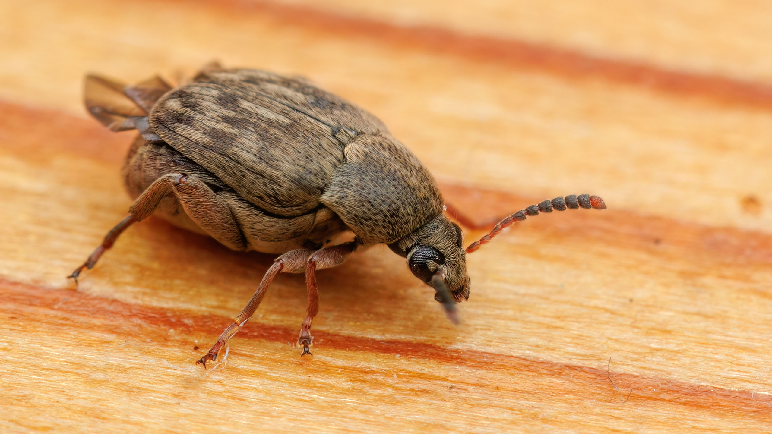 Chrysomelidae Acanthoscelides obtectus