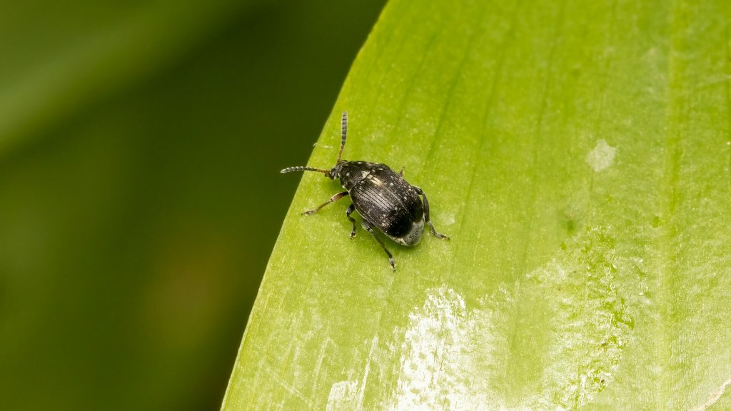 Bruchus atomarius