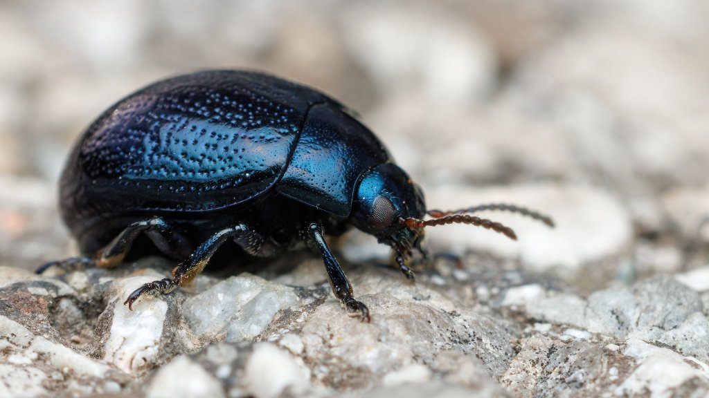Chrysolina haemoptera