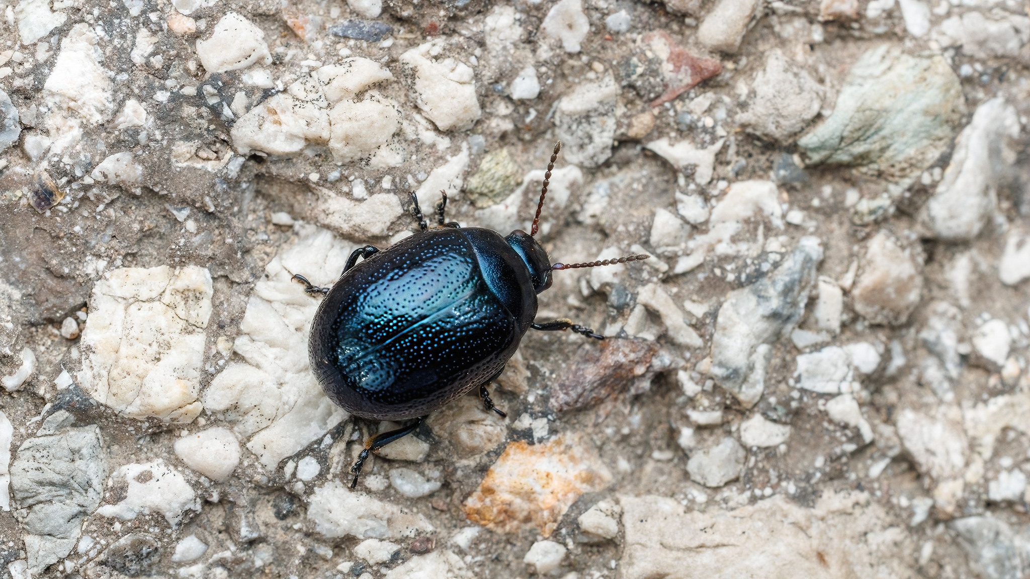 Chrysolina haemoptera