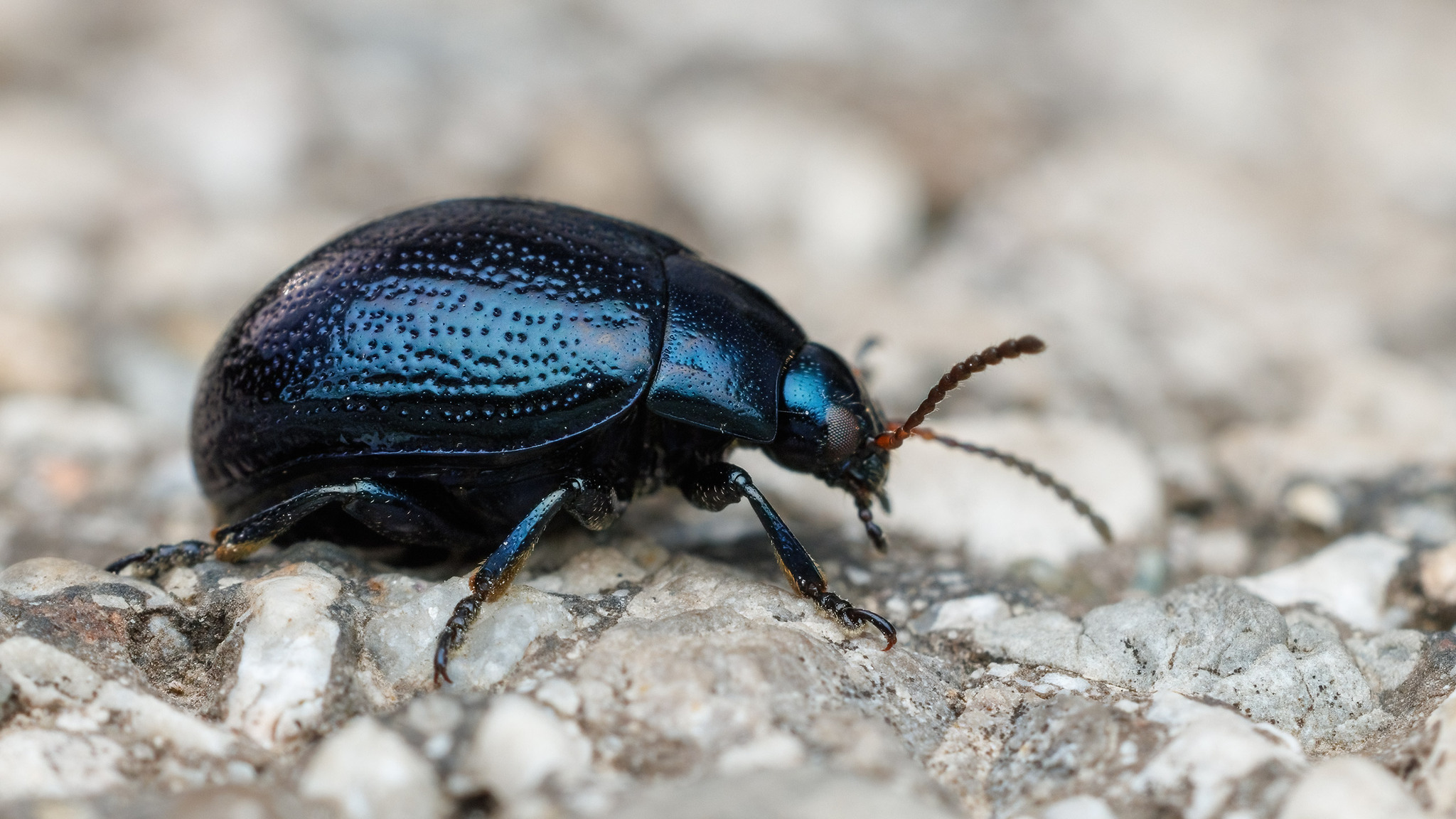 Chrysolina haemoptera