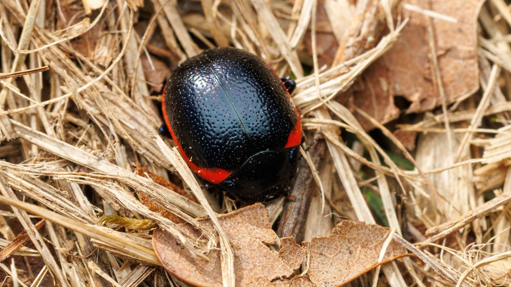 Chrysolina rossia