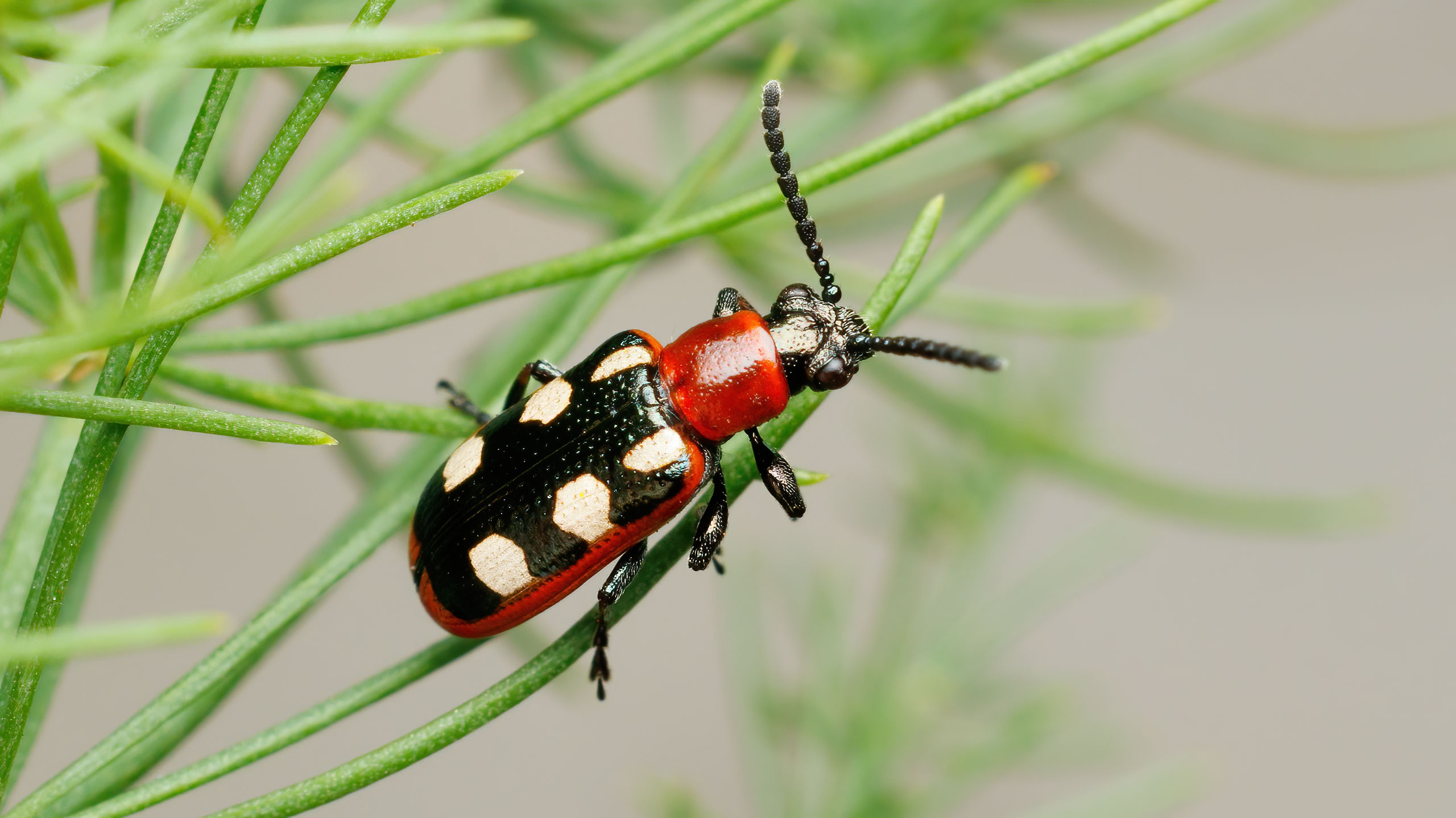 Chrysomelidae Crioceris asparagi