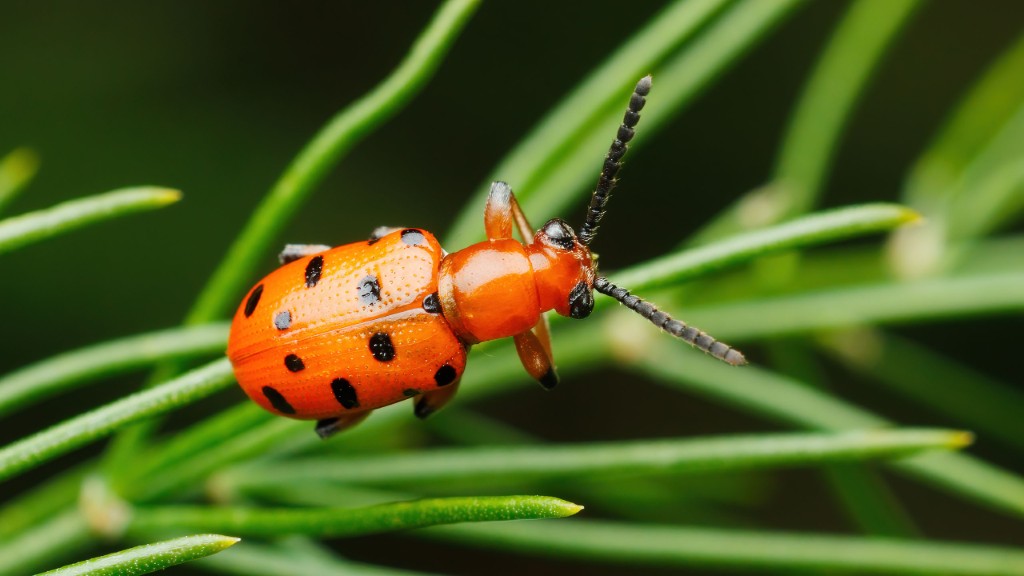 Chrysomelidae Crioceris duodecimpunctata