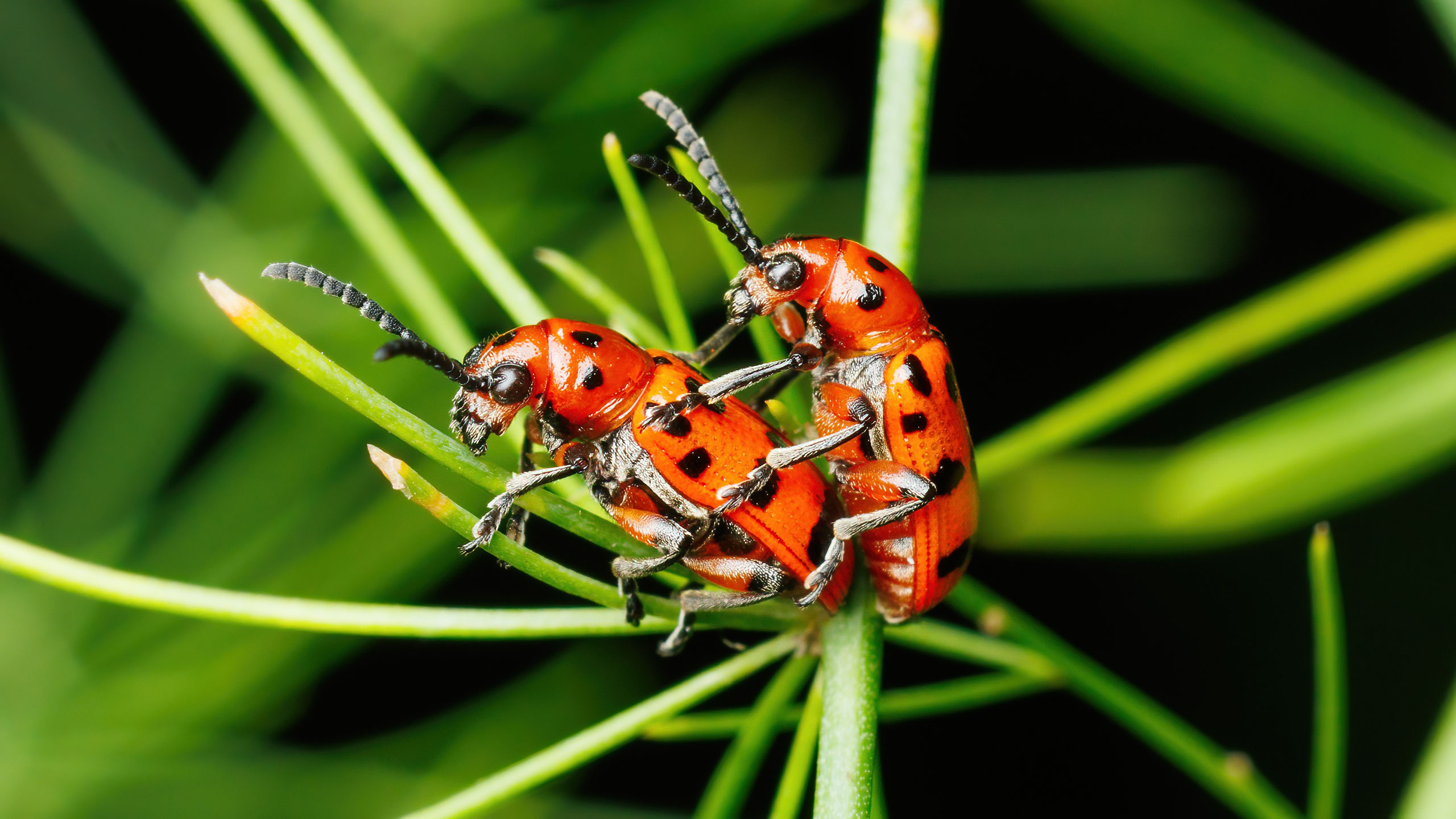 Chrysomelidae Crioceris quatuordecimpunctata
