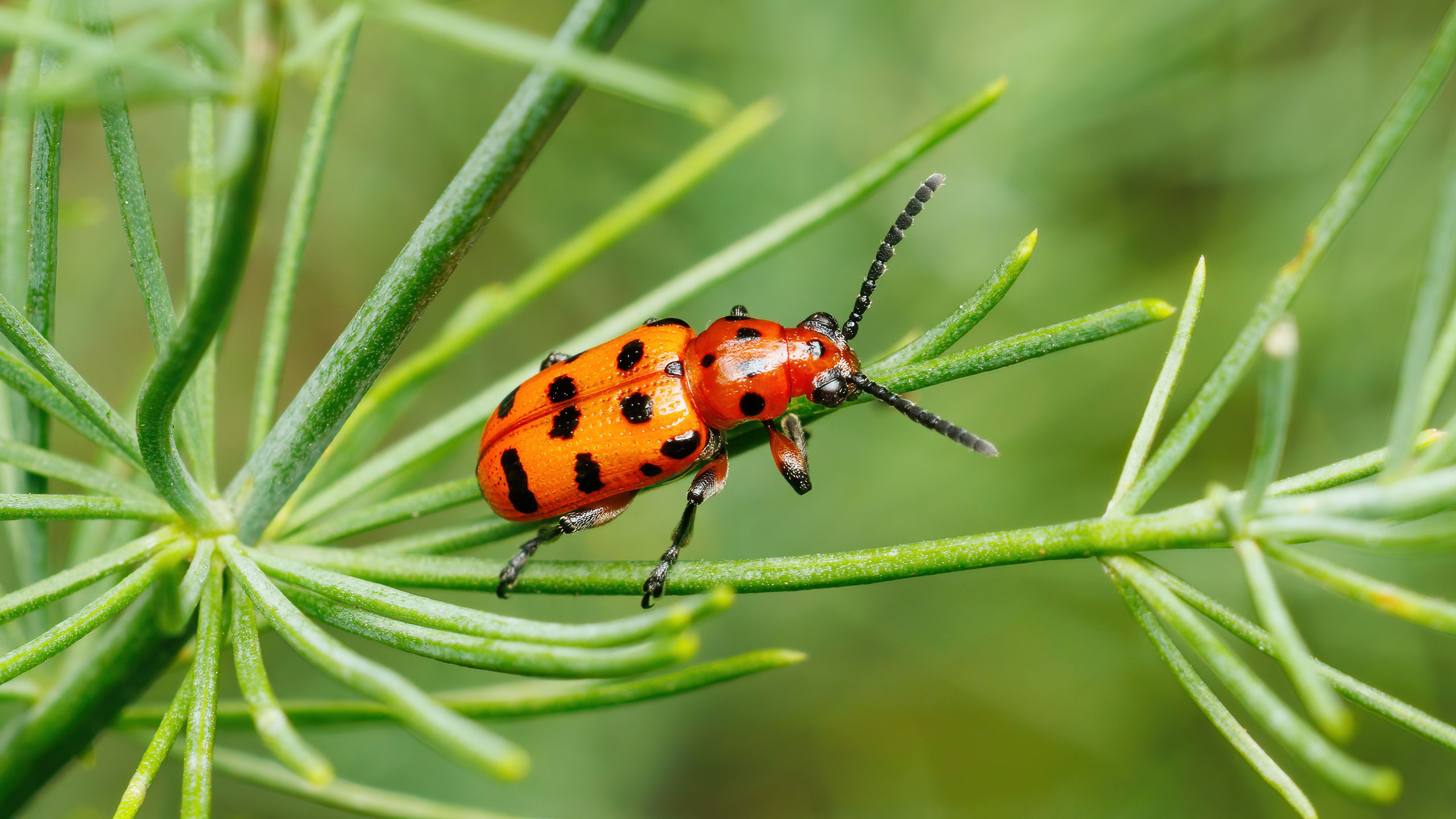 Chrysomelidae Crioceris quatuordecimpunctata