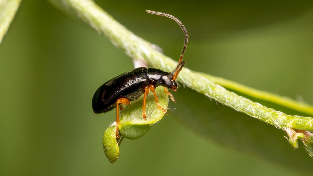 Luperus xanthopoda