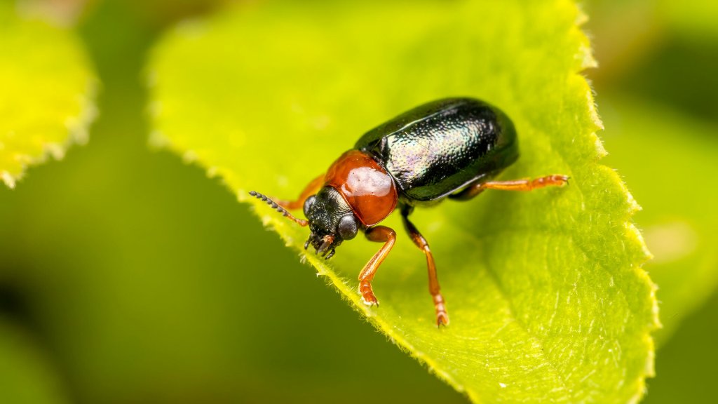 Smaragdina flavicollis