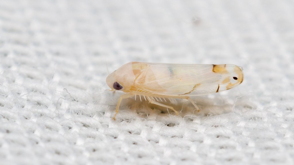 Eurhadina sp.