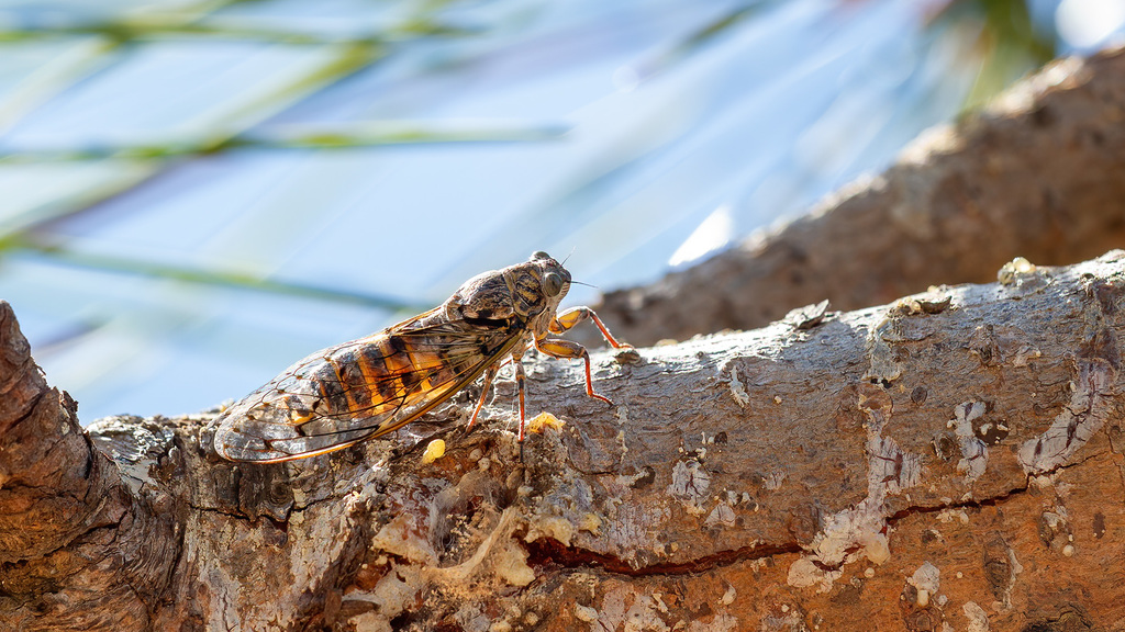 Cicada orni