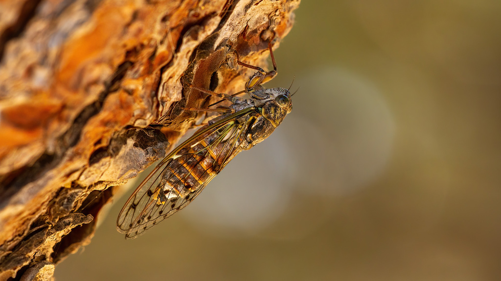 Cicada orni