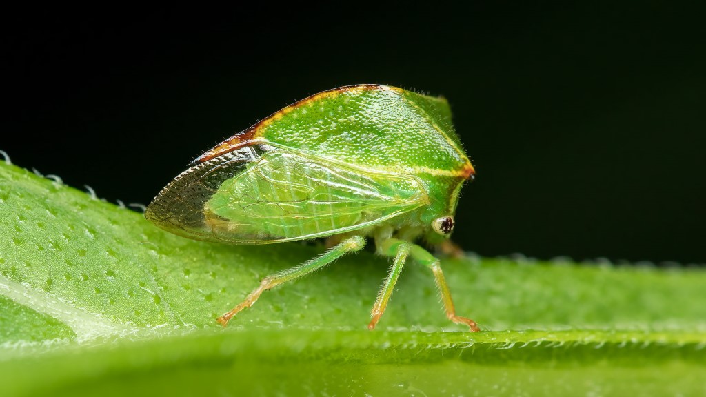 Stictocephala bisonia