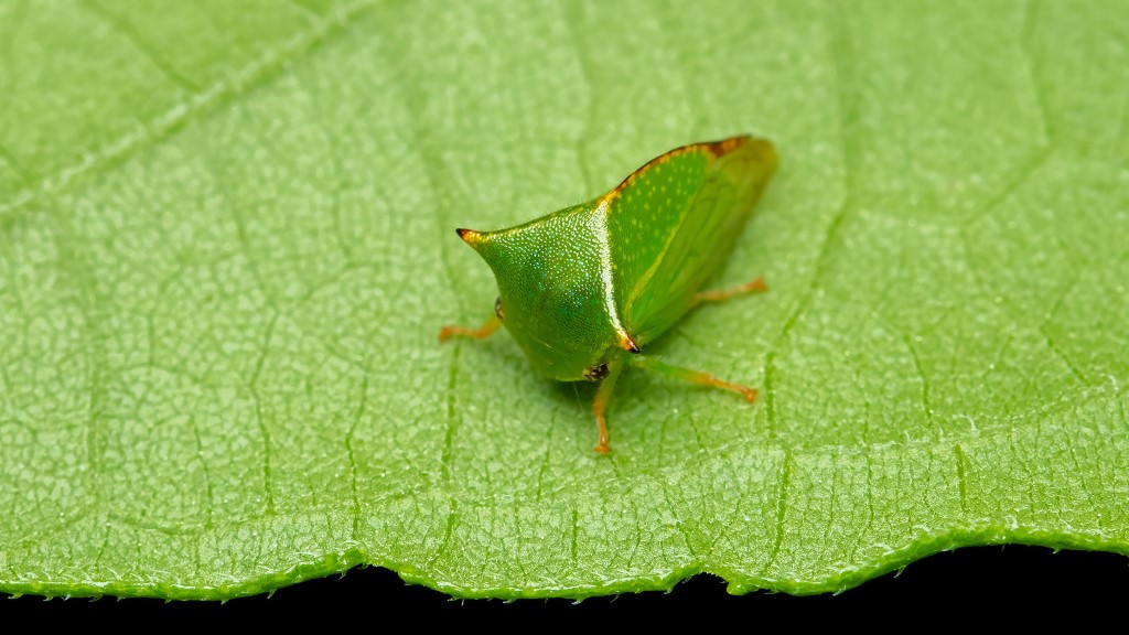 Stictocephala bisonia