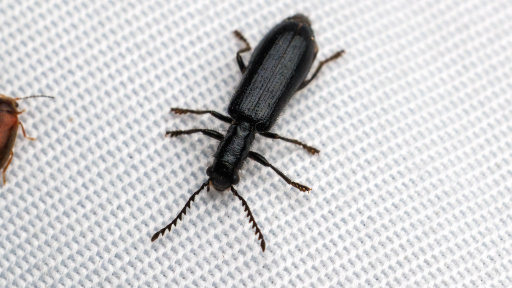 Tillus elongatus