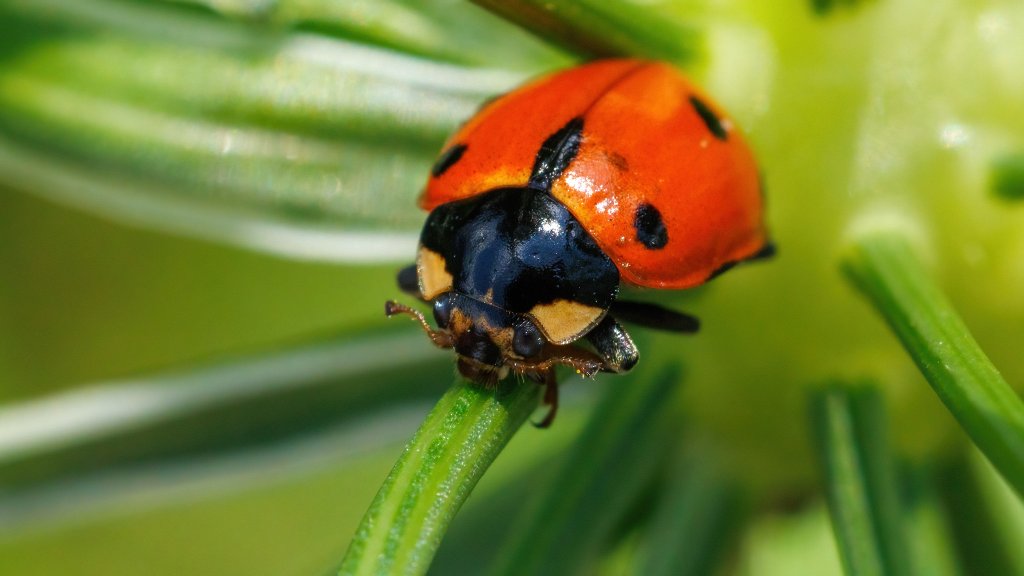 Ceratomegilla undecimnotata