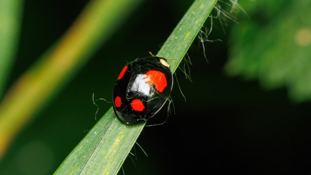 Harmonia axyridis