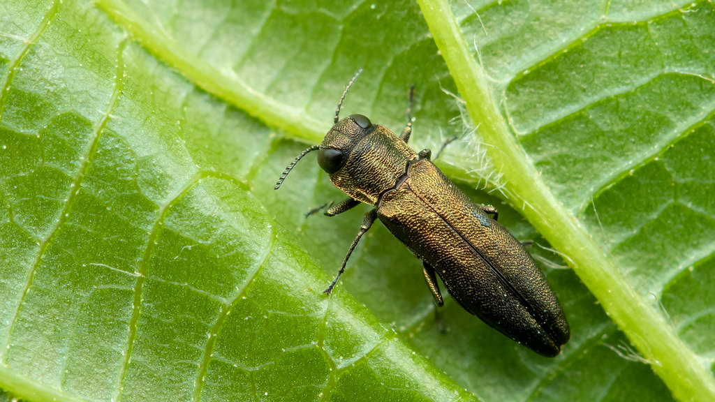 Agrilus angustulus