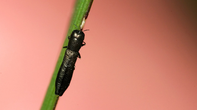 Cylindromorphus filum