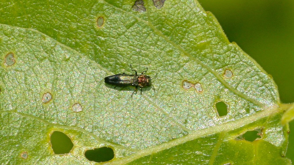 Agrilus pratensis